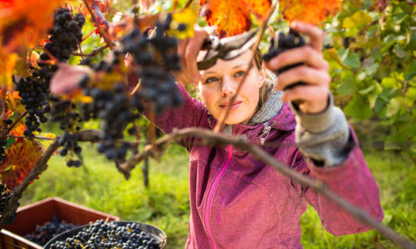 Woman picking grape during wine harvest