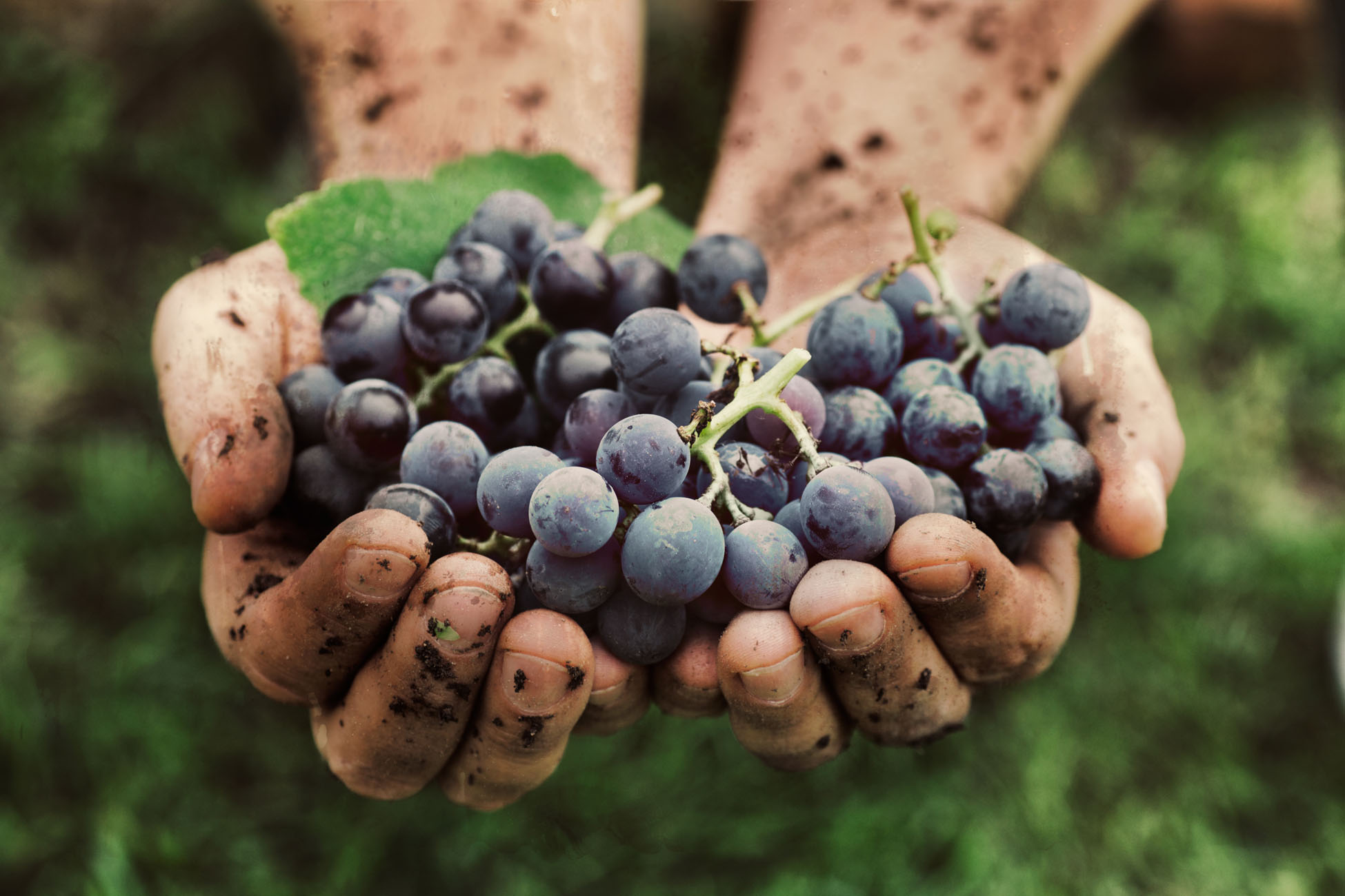 Grapes harvest. Farmers hands with freshly harvested black grapes.